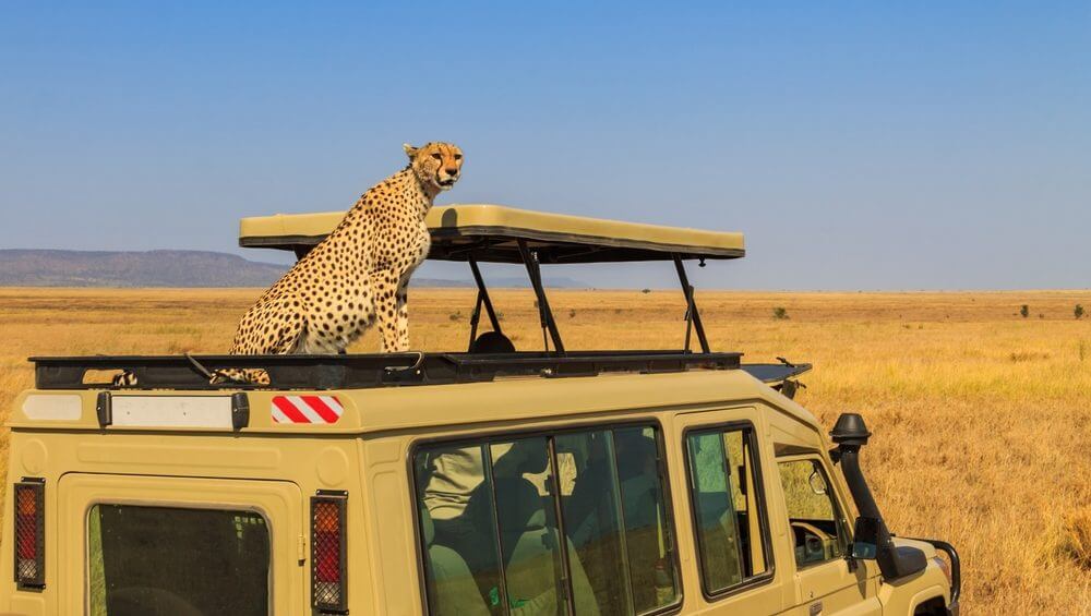 leopard
